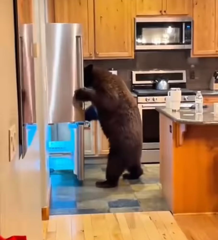 Screenshot from a video of a bear in a kitchen opening the door to the fridge and looking inside
