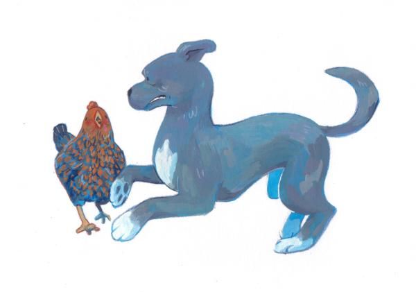cartoonish gouache of a dog running away from a chicken, the dog is a blue lacy and the chicken a golden laced wyandotte.