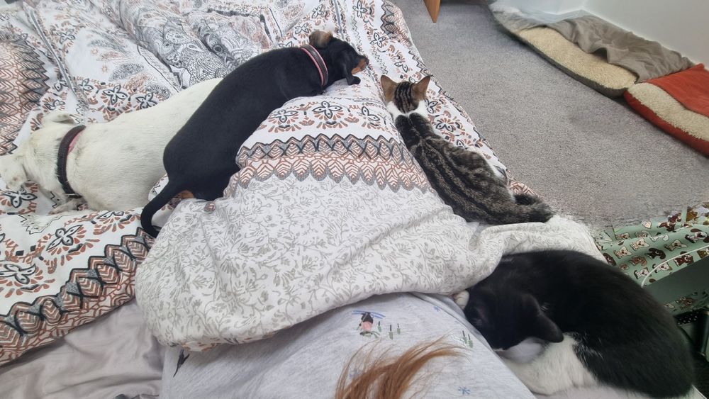 Saturday morning lie in surrounded by two dogs and two kittens.