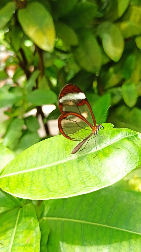 Guten Morgen!
Auf dem Bild ist ein wunderschöner Glasflügelschmetterling (Greta oto) zu sehen.
Seine hervorstechendsten Merkmale sind die größtenteils transparenten Flügel, die wie filigranes Glas wirken und den Blick auf die grünen Blätter dahinter freigeben. Die Flügeladern zeichnen sich als feine, dunkle Linien ab.
Die Ränder der Vorderflügel sind mit einem markanten, rötlich-braunen bis bronzefarbenen Band eingefasst. Der Körper des Schmetterlings ist schlank und dunkel gefärbt, und seine langen Fühler sind deutlich zu erkennen, während er auf einem leuchtend grünen Blatt ruht.
