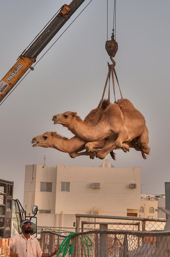 two camels being lifted witha crane.