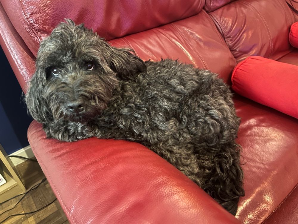 A greying black toy cockapoo on a red sofa.
