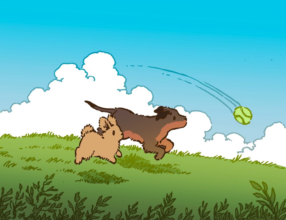 A bunny and a wiener dog both chase after the same tennis ball, which is being thrown for them (by someone unseen) in an open green field. The dog is currently ahead, but the bunny is catching up!