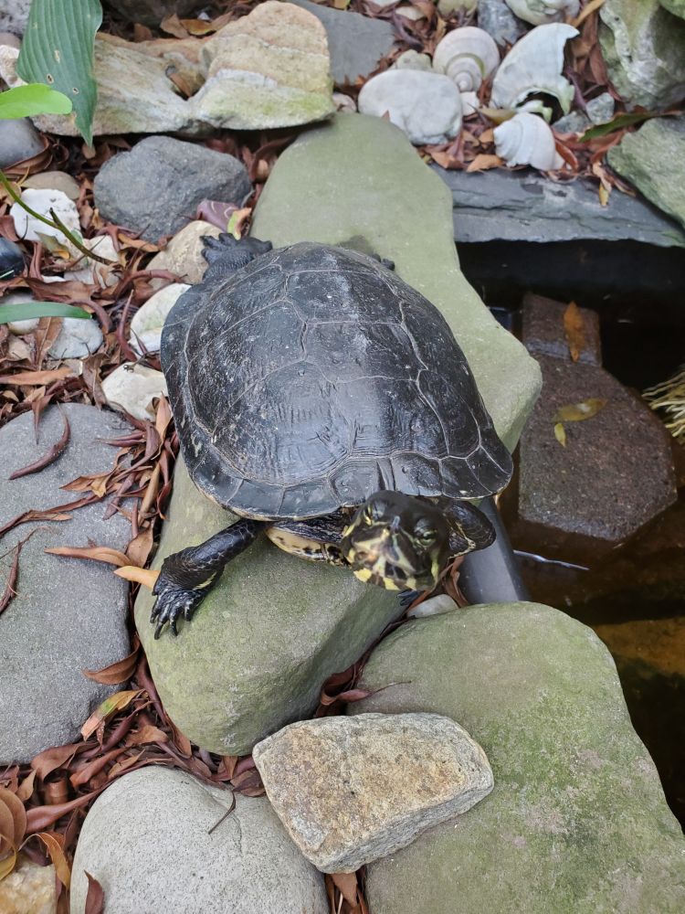 Our turtle, Dr. Ferocious, scooting about the rocks by his pool