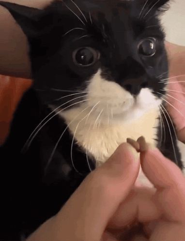 a person is feeding a black and white cat a small treat