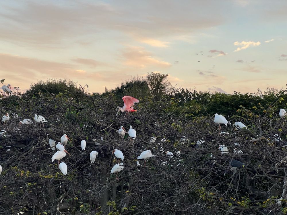 A whole mess of white birds (ibises) sitting in some wetlands foliage, close to sunset. There’s one pink bird (a roseate spoonbill) sitting above them, and its wings are spread. 
