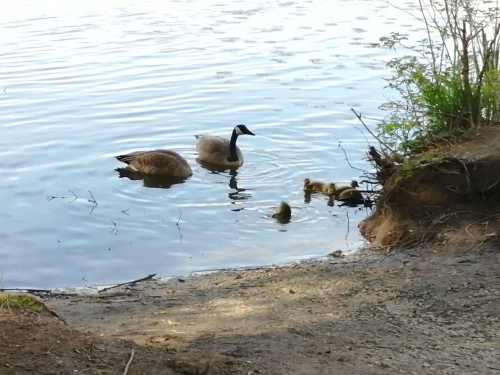 カナダグースのつがいと雛