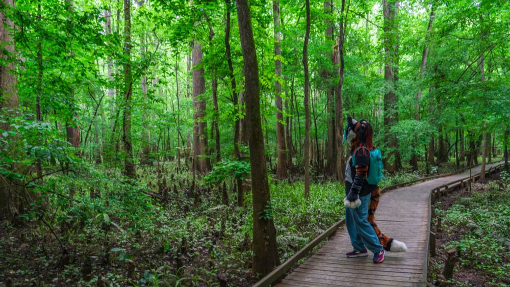 Talexis, an anthropomorphic tigerfox wearing a black graphic t-shirt, blue pants and a cyan backpack, stands on an elevated walkway amidst a forested wetland of bald cypress and other green growth, looking out at the wetland around them. The ground is filled with green growth and upwards facing roots of bald cypress trees throughout the forest.