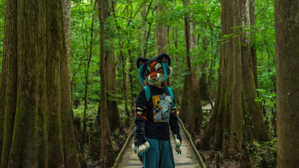 Talexis, an anthropomorphic tigerfox wearing a black graphic t-shirt, blue pants and a cyan backpack, stands on an elevated walkway amidst a forested wetland of bald cypress and other green growth, looking at the viewer.