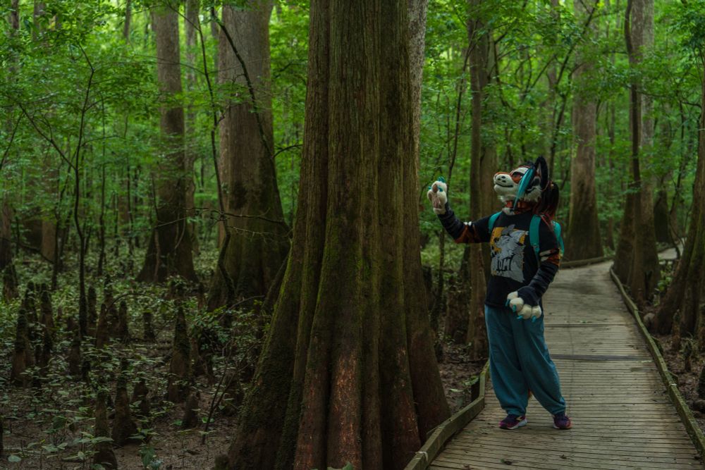 Talexis, an anthropomorphic tigerfox wearing a black graphic t-shirt, blue pants and a cyan backpack, stands on an elevated walkway amidst a forested wetland of bald cypress and other green growth, inspecting a large bald cypress tree, its upwards-growing roots visible growing out of the ground around it.