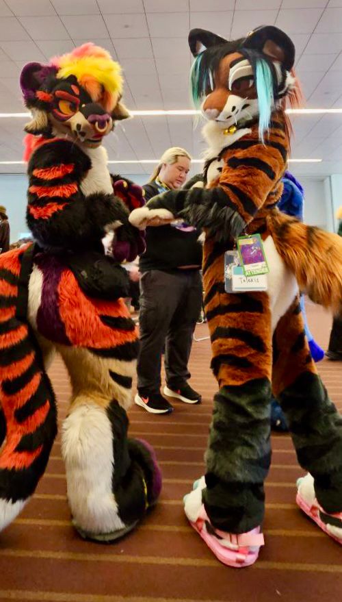 Kam and Talexis, a tiger and tigerfox pose for a photo at Anthrocon 2025