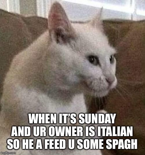 A cat holds up his hand like the italian caricature and says "when it's sunday and ur owner is italian so he feed u some spagh"
