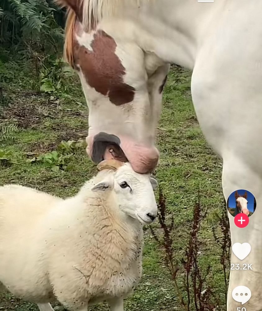 horse chewing on a sheep’s head
