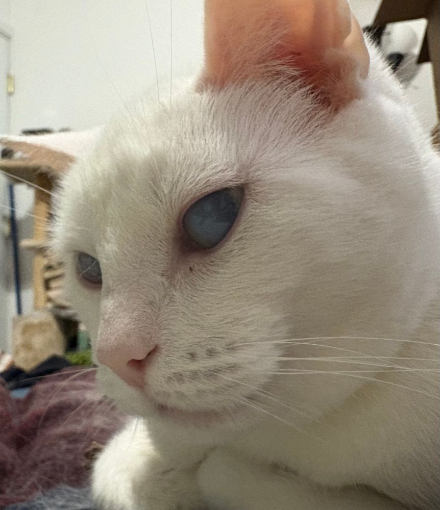 a close up of a white cat’s face