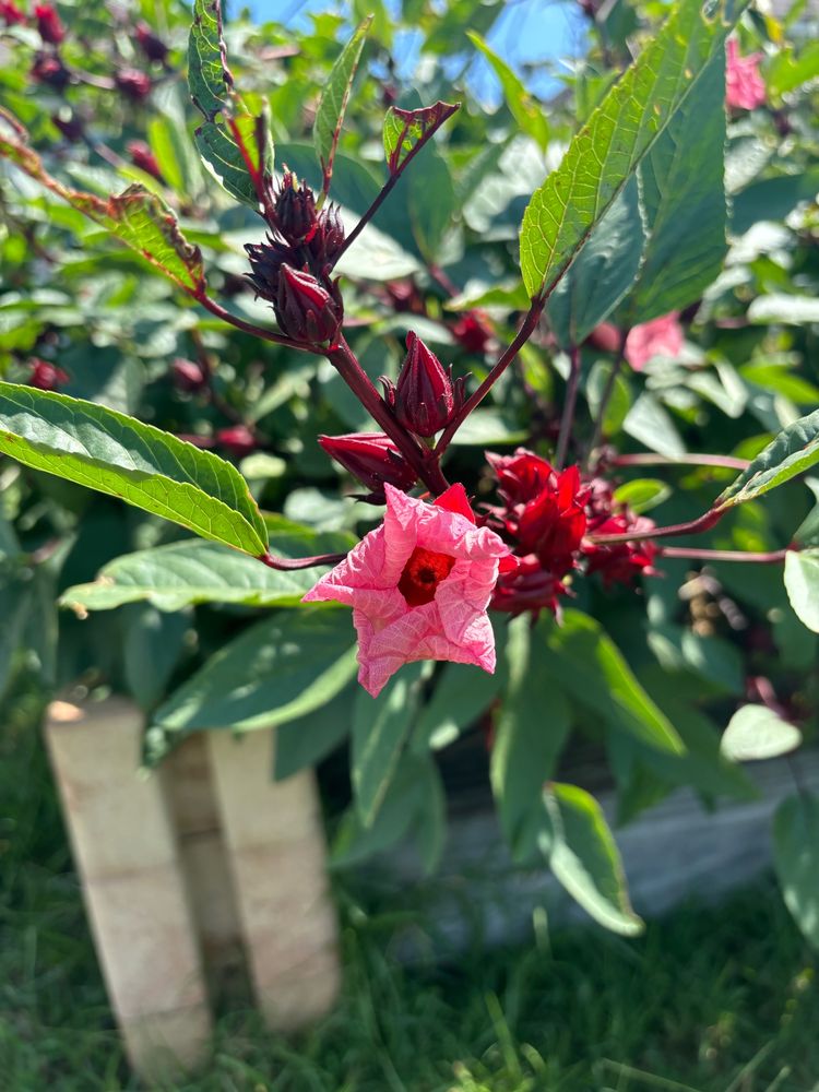 Later in the day the hibiscus flower is aging turning into a darker pink wilting. 