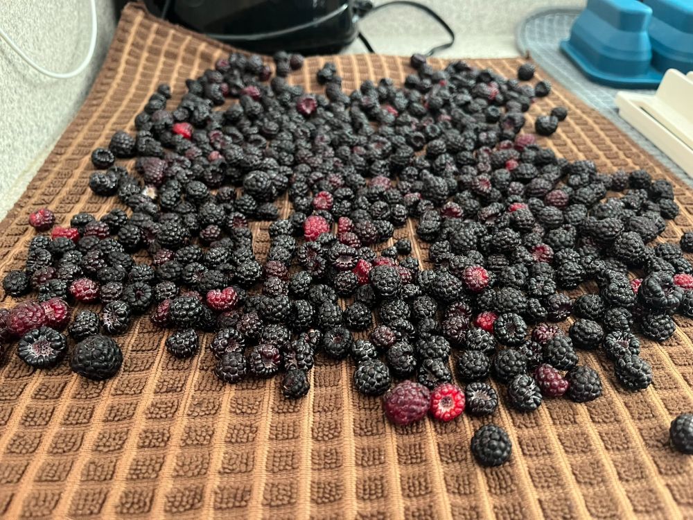 A pint of freshly-picked black raspberries on a drying mat after having been washed