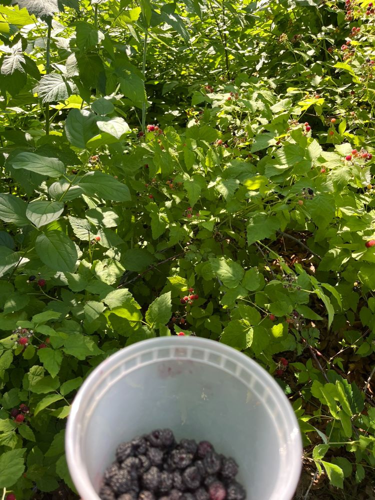 Wild black raspberry bushes with an out-of-focus container of picked berries in the foreground