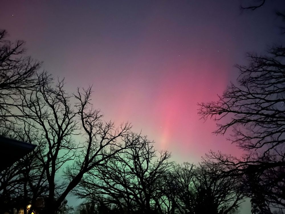 Mostly pink/red and a bit of green aurora borealis in the sky with bare tree branches in the foreground