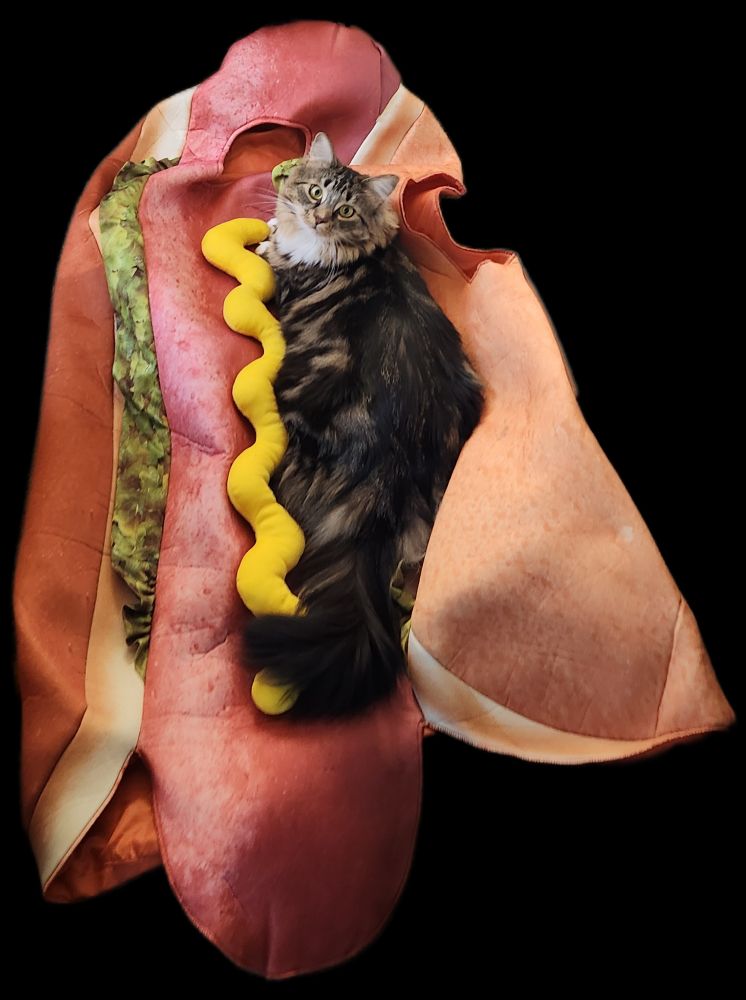 My large fluffy classic tabby cat lying next to the squiggle of mustard on an adult-size hot dog costume, looking like she's just discovered El Dorado