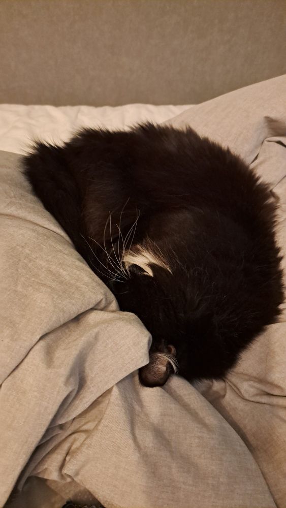Black and white cat, curled into a ball, sleeping