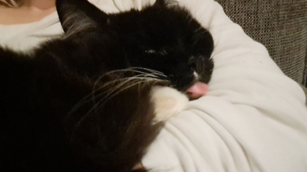 Black and white cat, sleeping with its tongue out