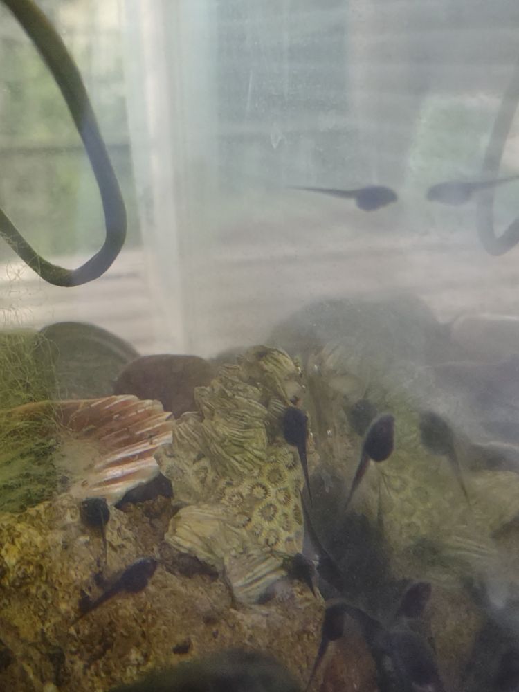Tadpoles in an aquarium 