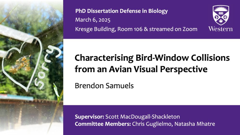 PhD Dissertation Defense in Biology
March 6, 2025
Kresge Building, Room 106 & streamed on Zoom
Western
Characterising Bird-Window Collisions from an Avian Visual Perspective
Brendon Samuels
Supervisor: Scott MacDougall-Shackleton
Committee Members: Chris Guglielmo, Natasha Mhatre