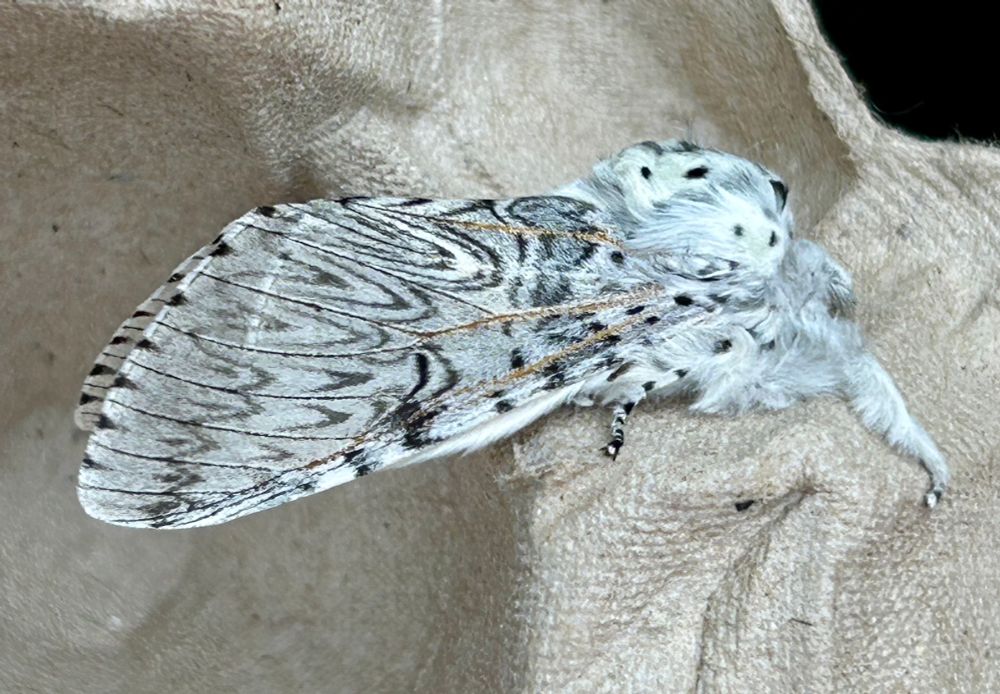 Puss Moth