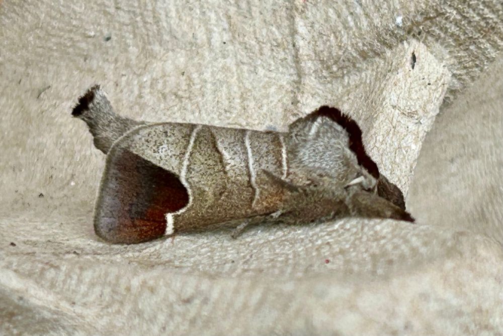 Chocolate-tip