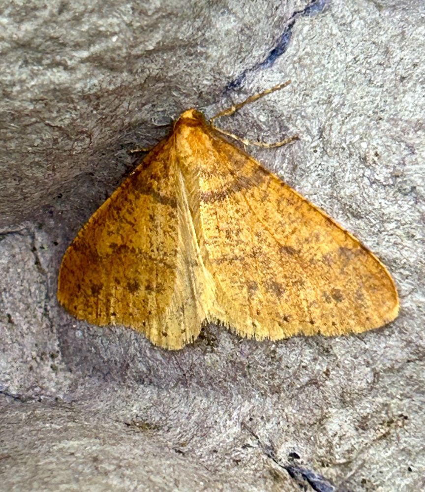 Scarce Umber