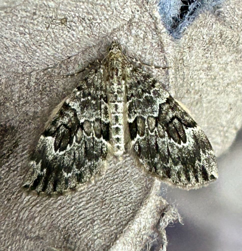 Spruce Carpet