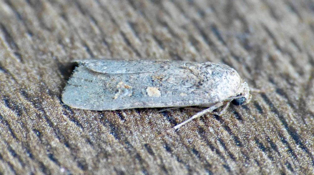 Small Mottled Willow