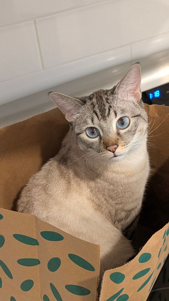 A Siamese tabby cat sitting in a grocery bag and posing for camera 