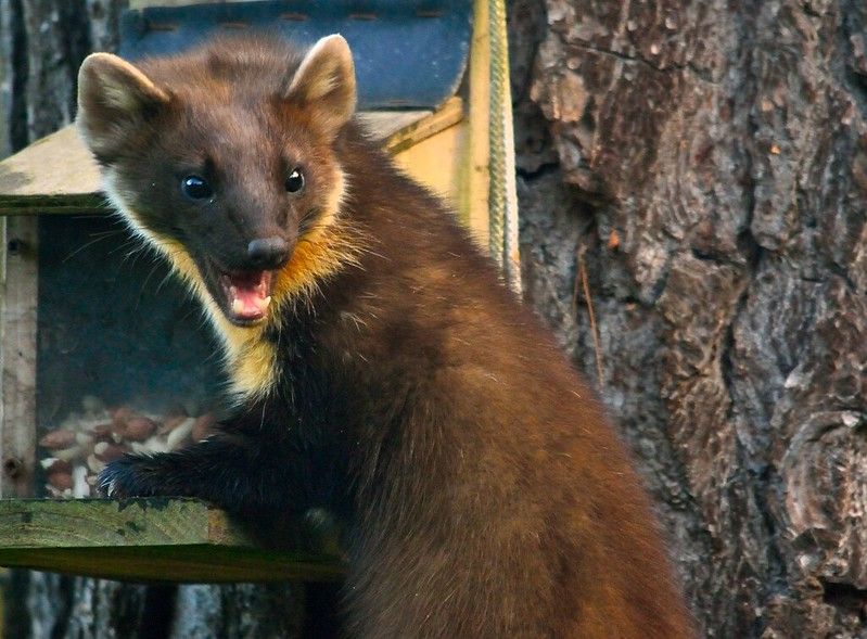 An image of a marten.