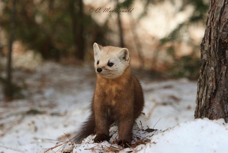 An image of a marten.