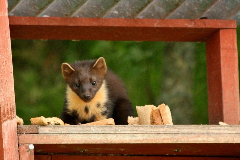 An image of a marten.