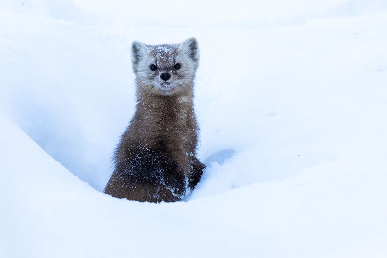 An image of a marten.