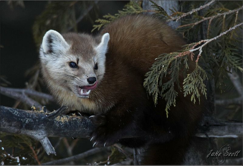 An image of a marten.