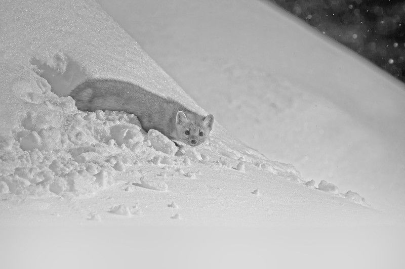 An image of a marten.