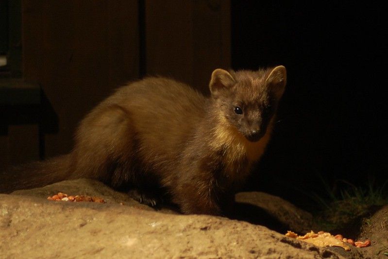 An image of a marten.