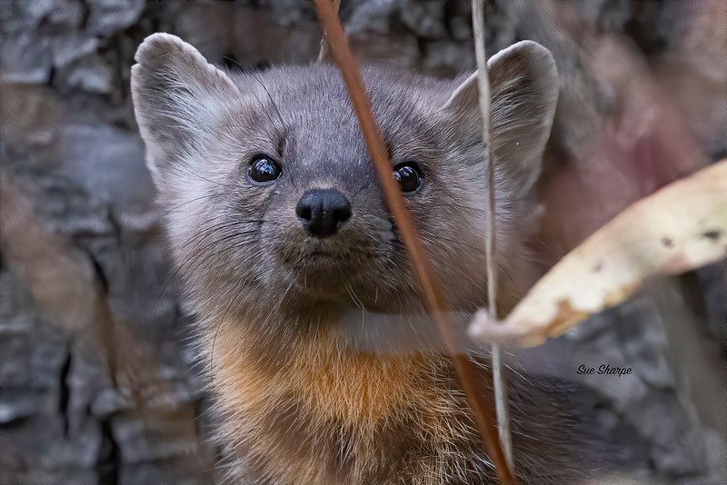 An image of a marten.