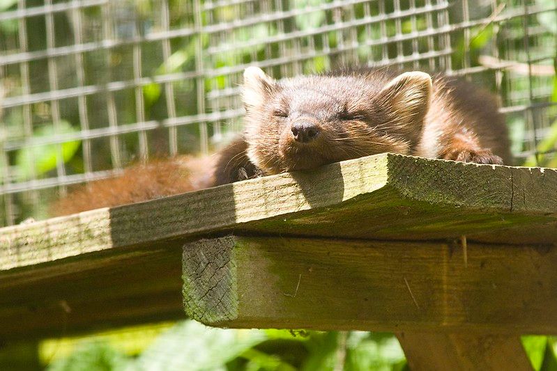 An image of a marten.