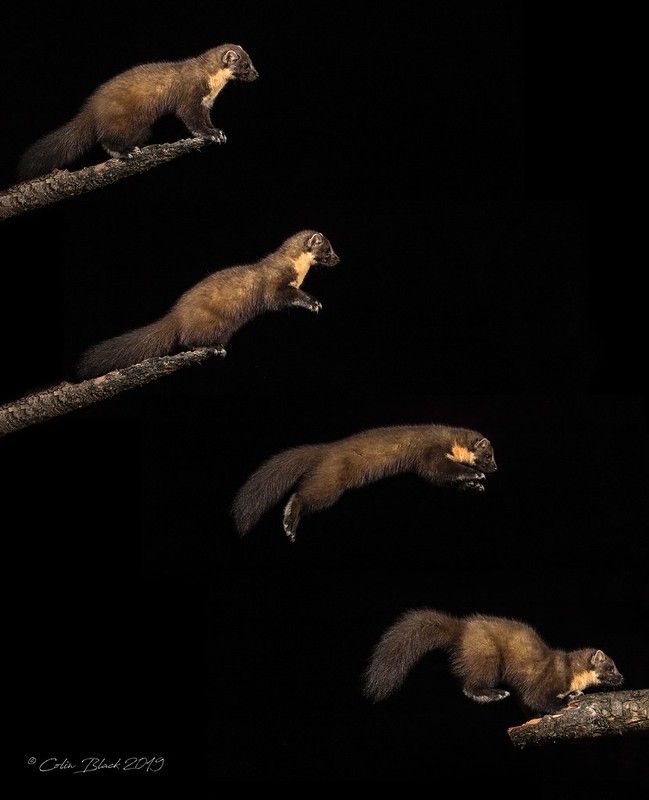 An image of a marten.