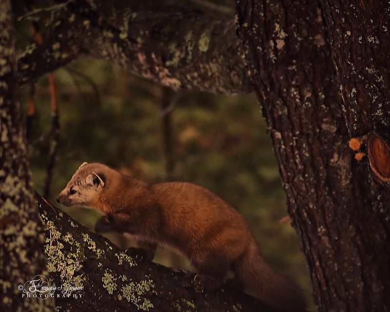 An image of a marten.