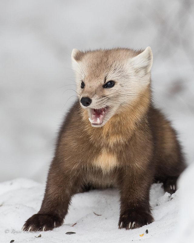 An image of a marten.