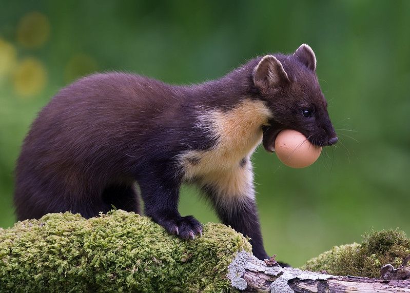 An image of a marten.