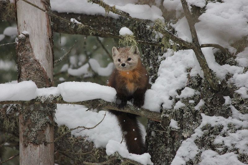 An image of a marten.