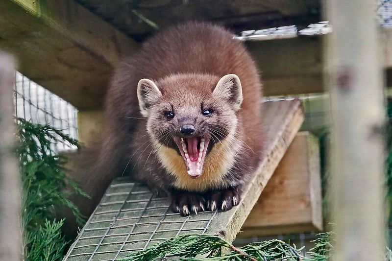 An image of a marten.