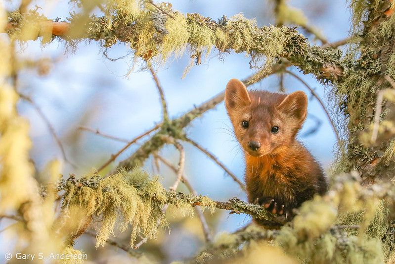 An image of a marten.