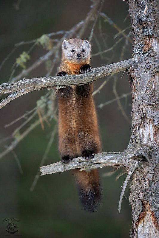An image of a marten.